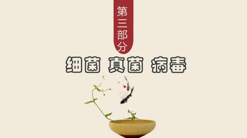 八上 五单元第四、五章细菌 真菌 病毒 复习课件 35张PPT