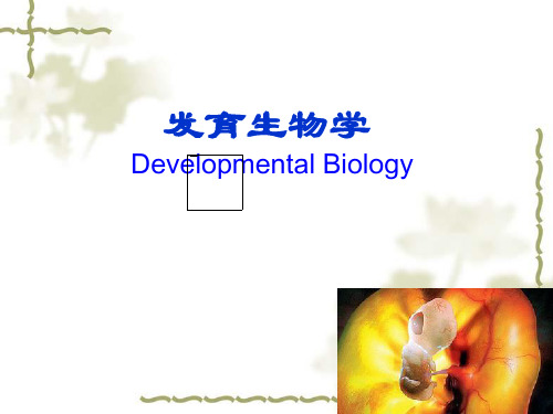 1发育生物学绪论