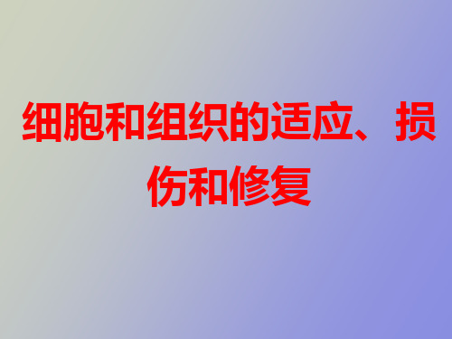 【精品课件】适应损伤和修复