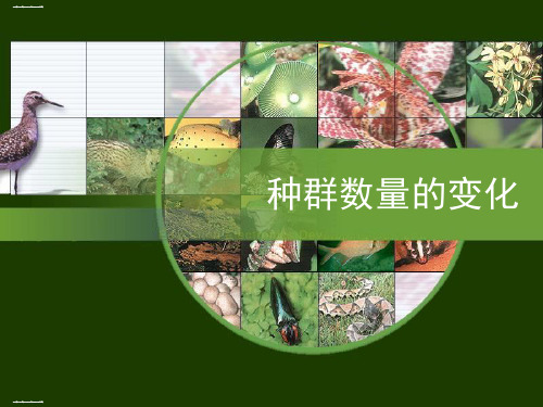 生物人教版必修三4.2种群的数量变化课件
