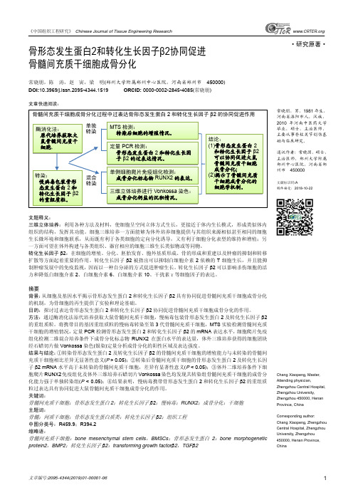 骨形态发生蛋白2和转化生长因子β2协同促进骨髓间充质干细胞成骨分化