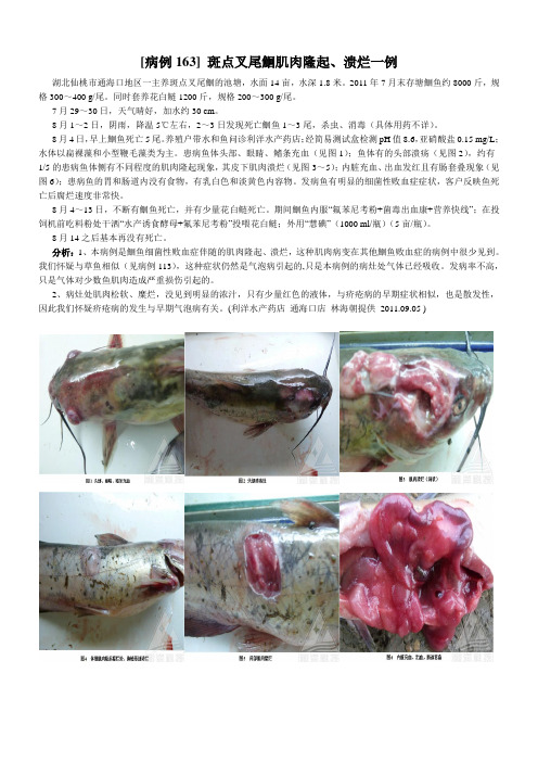 斑点叉尾鮰肌肉隆起、溃烂一例
