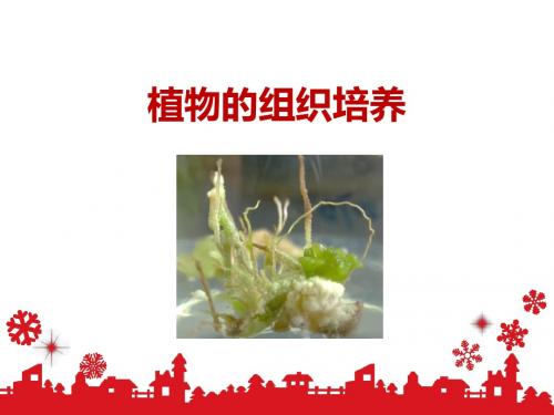 人教新课标(标准实验版)选修1《生物技术实践》专题3 课题1 菊花的组织培养 (共29张PPT)