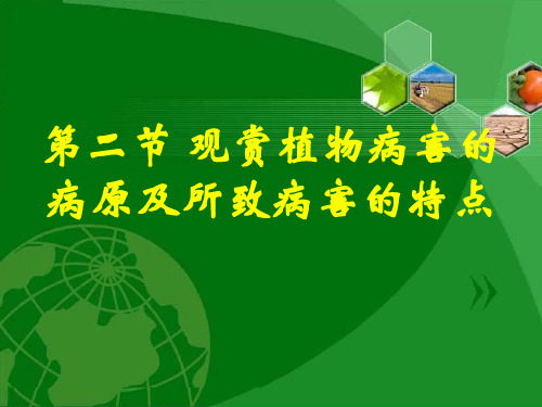 第二节 观赏植物病害的病原及所致病害特点精品PPT课件