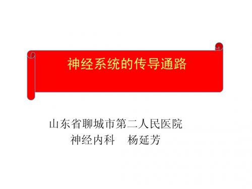 神经系统通路1