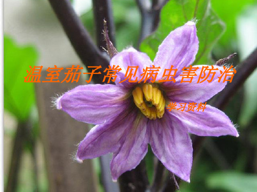 温室茄子常见病虫害防治.