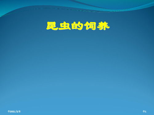 昆虫标本的采集与制作 ppt课件