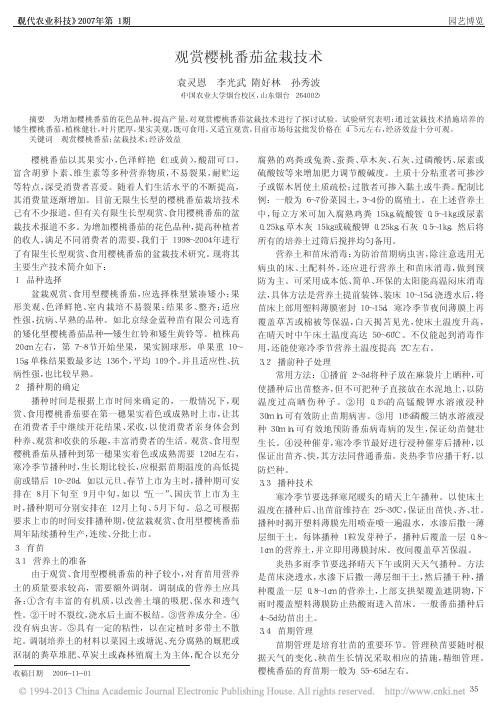 观赏樱桃番茄盆栽技术