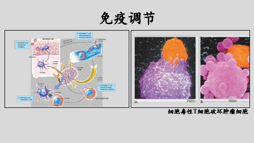 高三生物一轮复习课件 免疫调节