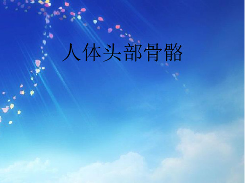 人体头部骨骼