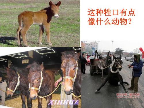 彭德怀和他的大黑骡子1