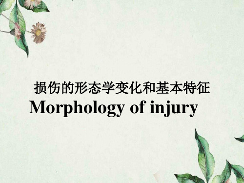 损伤的形态学变化和基本特征