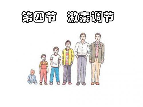 激素调节PPT课件19 人教版