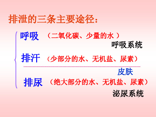 汗液的形成与排出