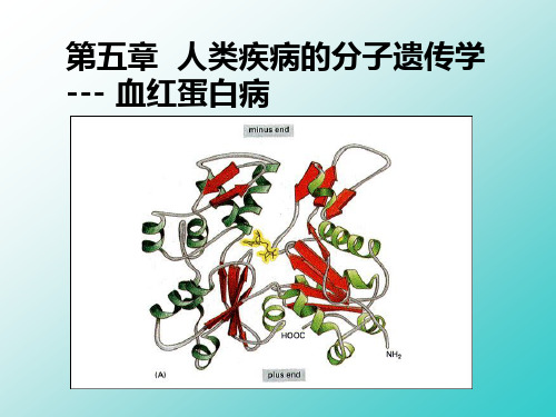 第五章人类疾病的生化和遗传学1-血红蛋白病