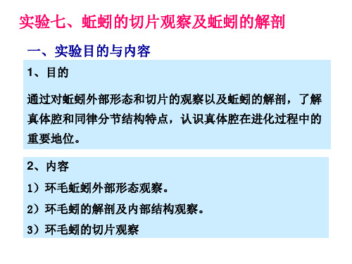 实验7环毛蚓z