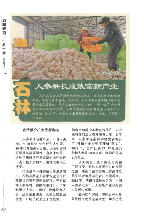 石林人参果长成致富新产业