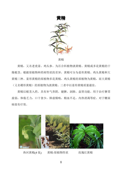 黄精
