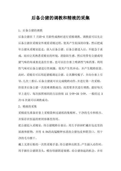 后备公猪调教和精液采集