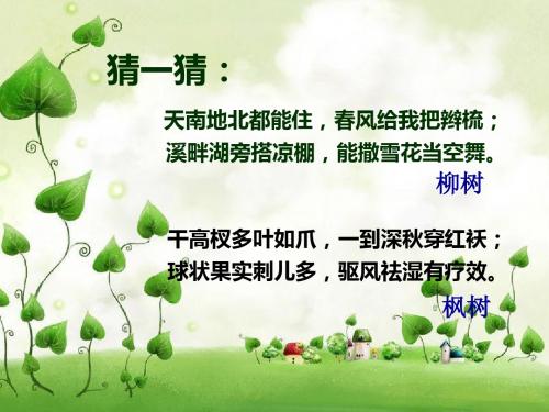 二：认识身边的树