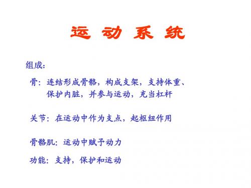 骨骼系统解剖