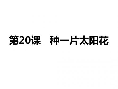 第20课种下一片太阳花课件