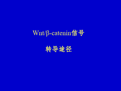 WNT信号通路