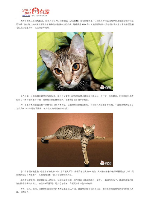 野性与沉稳的融合——奥西猫