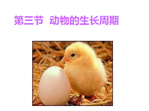 浙教版七年级科学下册-1.3动物的生长时期_课件(共34张ppt)