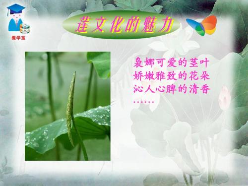 综合性学习  莲文化的魅力