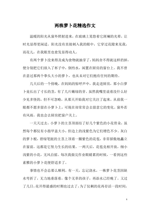 两株萝卜花精选作文
