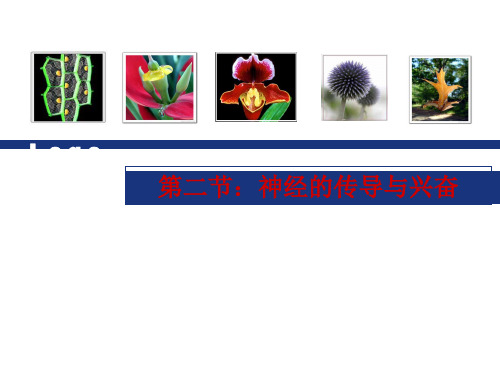 解剖生理神经的兴奋和传导 (1)
