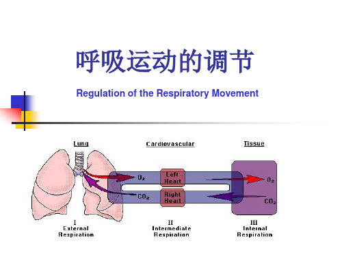 生理学：呼吸运动的调节