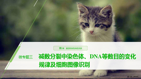 《微专题三减数分裂中染色体、DNA等数目的变化规律及细胞图像识别》基因和染色体的关系PPT