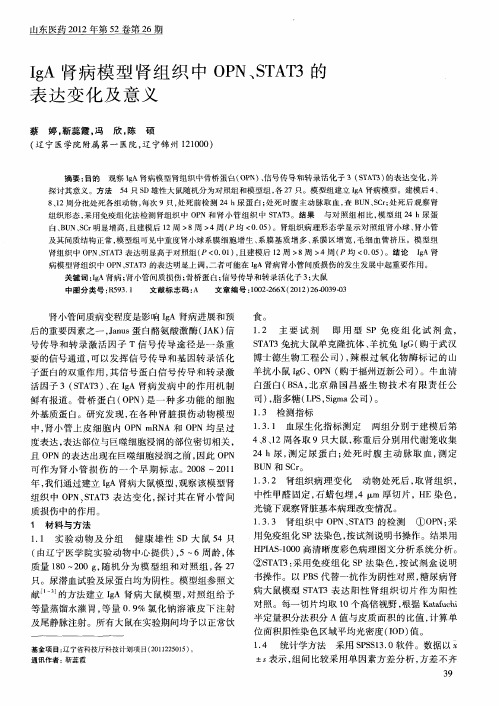 IgA肾病模型肾组织中OPN、STAT3的表达变化及意义