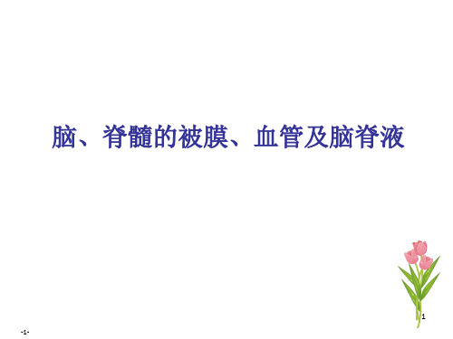 脑膜脑血管 ()ppt课件