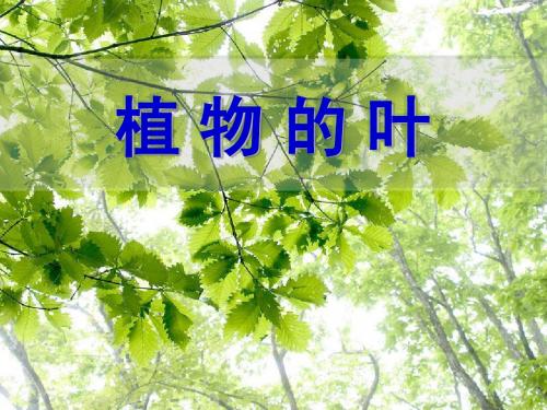 小学科学三年级上册1.5植物的叶