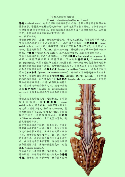 脊柱及脊髓解剖说明