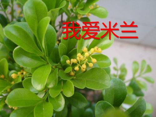 《我爱米兰》PPT课件2