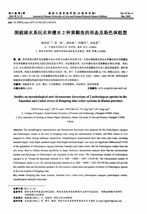 洞庭湖水系沅水和澧水2种黄颡鱼的形态及染色体组型