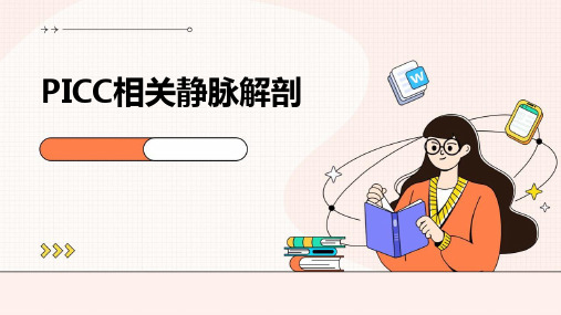 PICC相关静脉解剖
