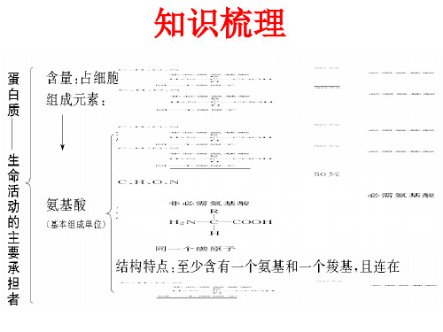 一轮复习生命活动的主要承担者蛋白质-PPT课件