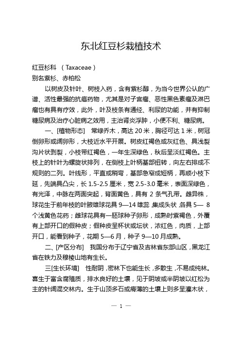 东北红豆杉栽植技术