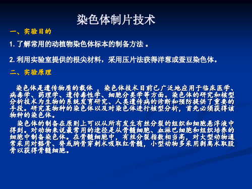 开放实验 染色体制片