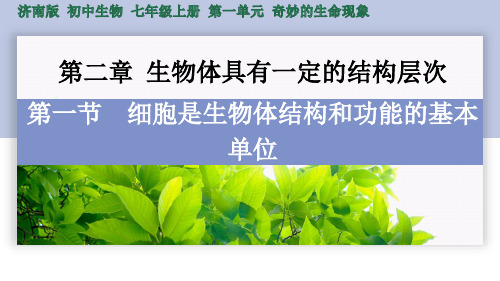 1.2.1 细胞是生物体结构和功能的基本单位-七年级上册生物课件(济南版2024)