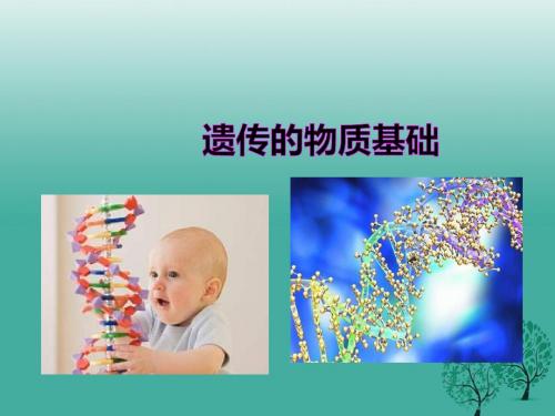 八年级生物上册 第四章 第一节《遗传的物质基础》课件 (新版)济南版