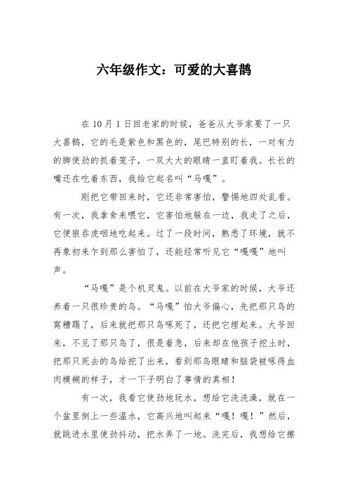 六年级作文：可爱的大喜鹊