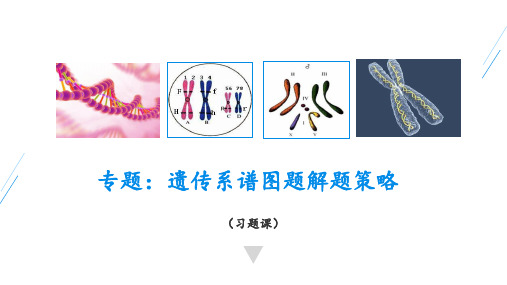遗传系谱图题解题策略(18张PPT)