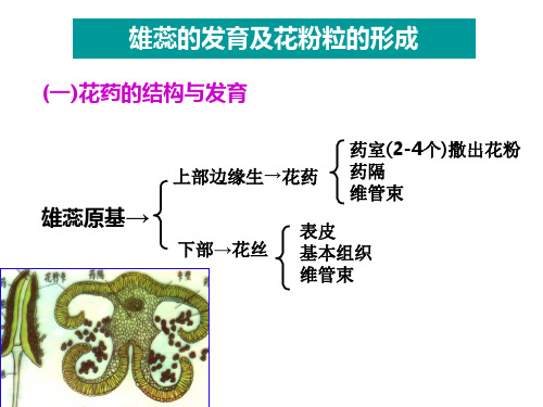 雄蕊和雌蕊的结构和功能