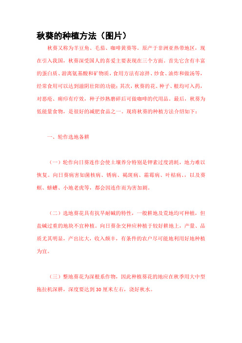 秋葵的种植方法(图片)